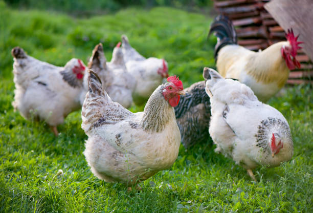 istock Rooster and Chickens. Free Range Cock and Hens 1302405616