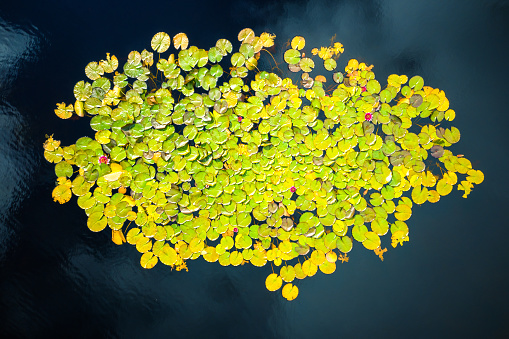 Aerial view on patch of lily pads in lake (Lake Ribnisko jezero, Slovenia).