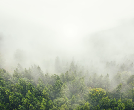 Aerial view on foggy pine forest.