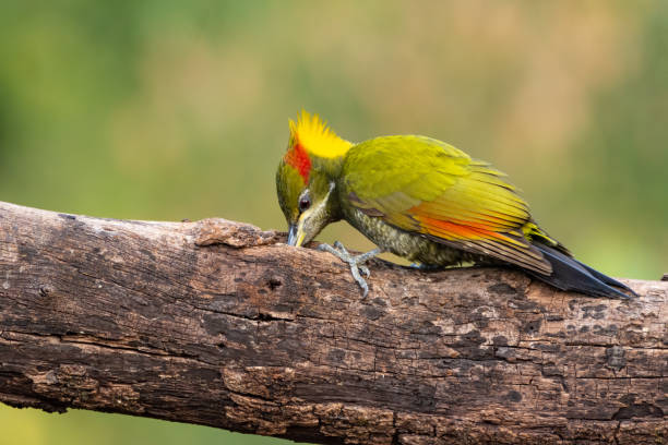 istock Lesser Yellownape woodpecker feeding 1302407333