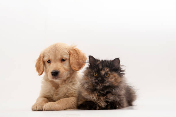 istock Golden retriever and cat 1302408089