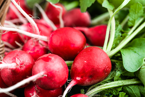 Farm fresh vegetables. Organic freshly harvested radishes, red bunch, closeup of radish, background