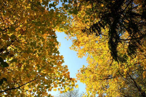 istock Golden maple tree with sunlight on sunny meadow. 1302409641