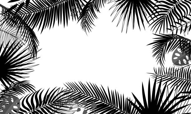 banner-vorlage mit tropischen blättern, palmzweige, monstera. tropisches poster mit schwarzer umrisszeichnung auf weißem hintergrund. floral grenze, dschungel-konzept, rahmen mit platz für text. vektoranlage - palm leaf branch leaf palm tree stock-grafiken, -clipart, -cartoons und -symbole