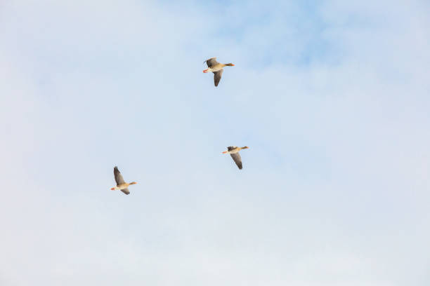 istock Geese flying in the pastel blue winter sky 1302410973