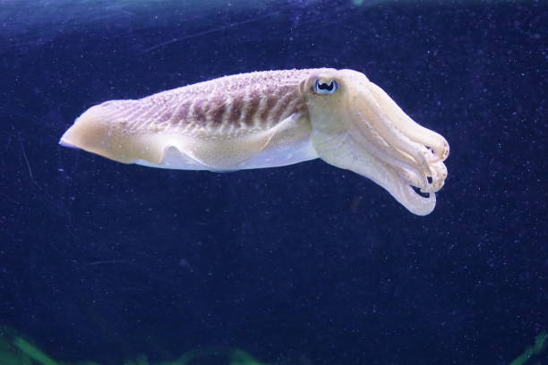istock Sea horse 1302411525