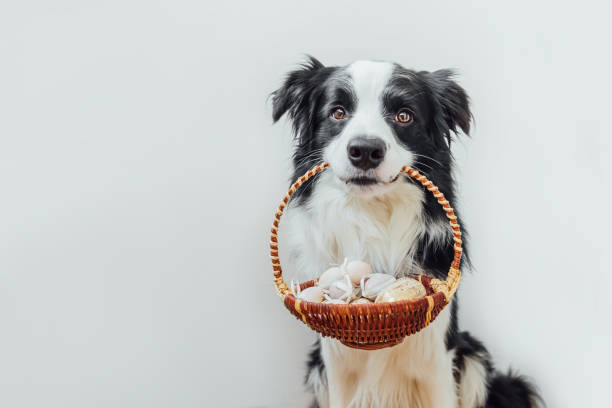 buon concetto pasquale. preparazione per le vacanze. carino cucciolo di cane bordo collie che tiene cestino con uova colorate di pasqua in bocca isolate su sfondo bianco. biglietto d'auguri di primavera - candy cane immagine foto e immagini stock