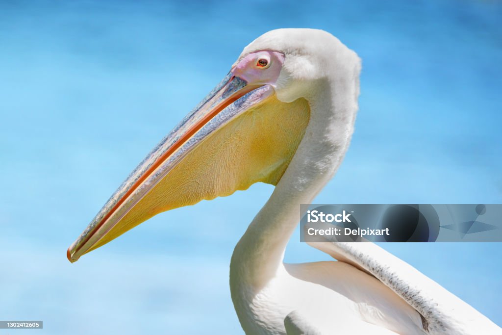 Portrait of a White Pelican on blue ocean background American White Pelican Stock Photo
