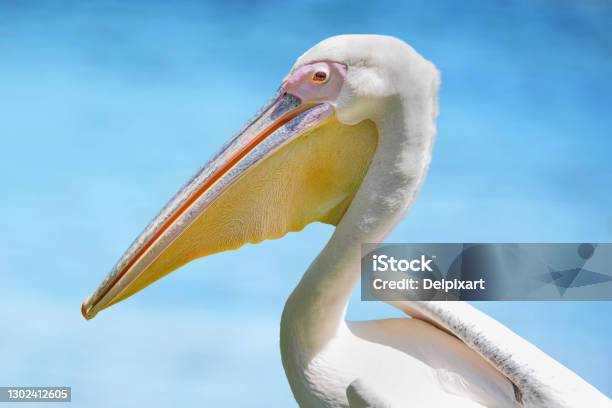 Portrait Of A White Pelican On Blue Ocean Background Stock Photo - Download Image Now