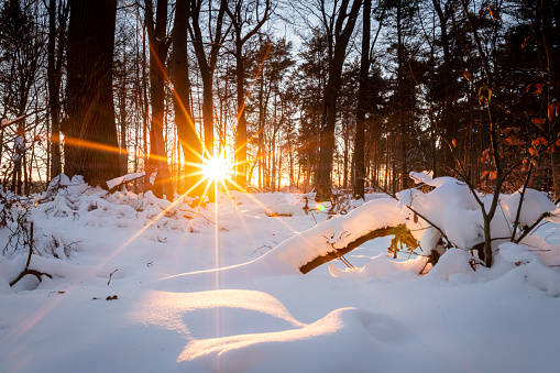 Sun star in snowcapped forrest - last sunbeams of a winter day