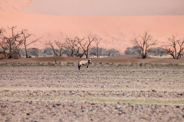 istock Oryx at Sossusvlei in the Namib Desert 1302413622