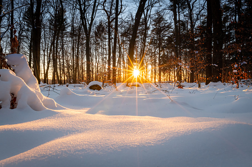 Sunset in snowcapped forrest - last sunbeams of a winter day