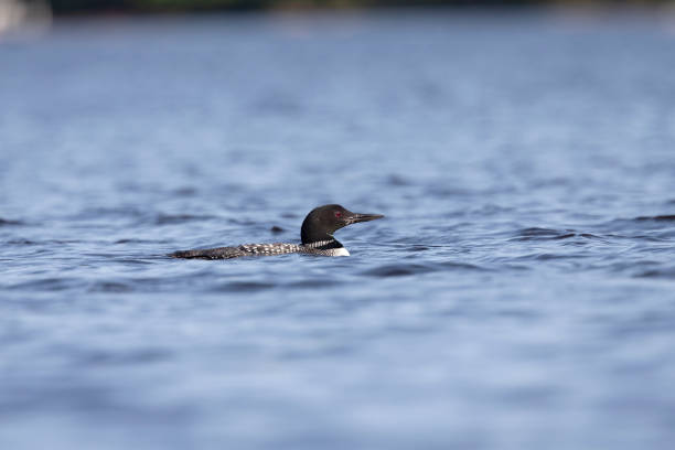 Common loon on the lake. Natural scene from Turtle Flambeau Flowage. loon bird stock pictures, royalty-free photos & images
