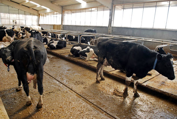 istock herd of cows washing on dairy farm 1302414072