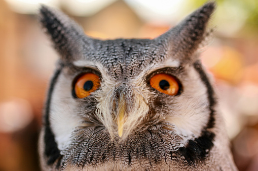 A close up of a Southern white faces Scops owl. Ptilopsus granti Kgalagadi.