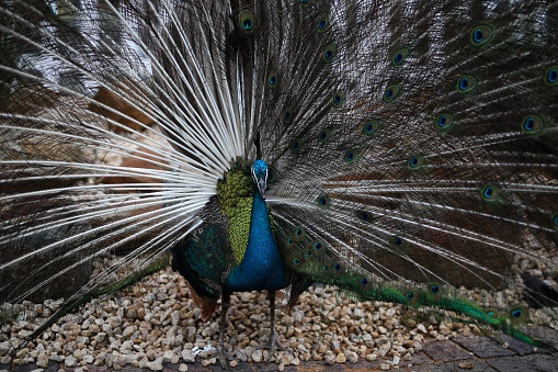 Closeup of peafowl or peacock birds standing on the bamboo stick in a cage. Selective focus on beautiful Indian peafowl looking at the camera.