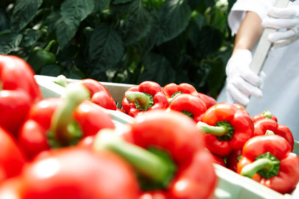 istock Fresh peppers from a big nursery garden 1302415561