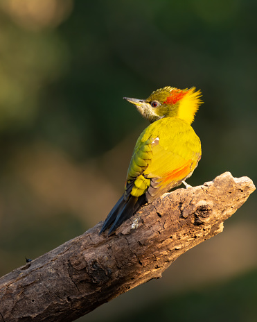 A Lesser Yellownape Woodpecker (Picus chlorolophus), perched on a tree log and back facing, in the forests of Sattal in Uttarakhand, India.