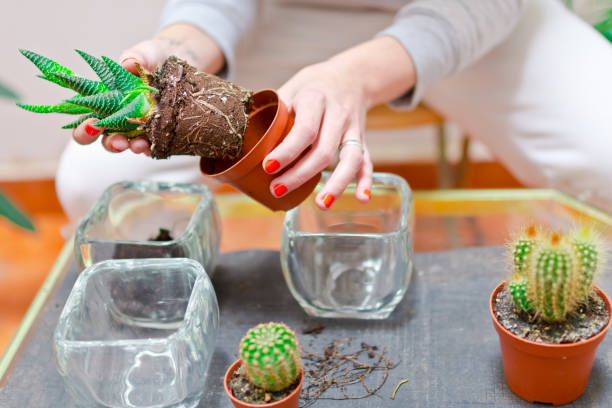istock woman's hands transplanting mini cactus into a new pot in her backyard in spring. concept cultivation and decoration with plants 1302416917