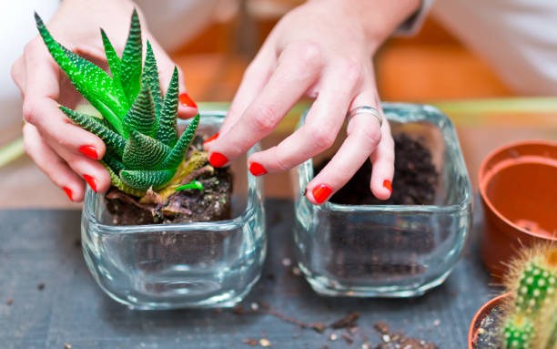 istock A woman's hands transplanting mini cacti into a new glass pot in her backyard in spring. concept of cultivation and decoration with plants. 1302416918