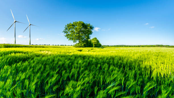 Green wheat field with tree, blue sky and wind wheels in background - Wind turbines generating electricity