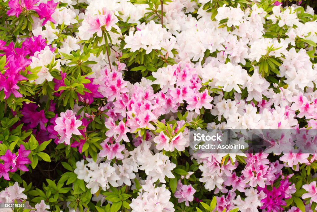 Azalea Azalea in spring. Azalea Stock Photo