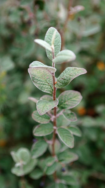 istock Branch with berries and pale green leaves 1302418381