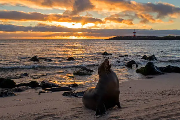 Photo of Galapagos sea lions (Zalophus wollebaeki) enjoy the evening on the island of San Cristobal, Galapagos Islands, Ecuador, South America