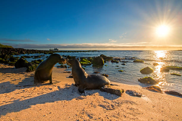 i leoni marini delle galapagos (zalophus wollebaeki) si godono la serata sull'isola di san cristobal, isole galapagos, ecuador, sud america - sea lion foto e immagini stock