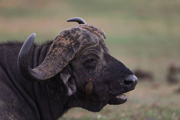 istock A yellow beak oxpecker on a buffalo 1302420672