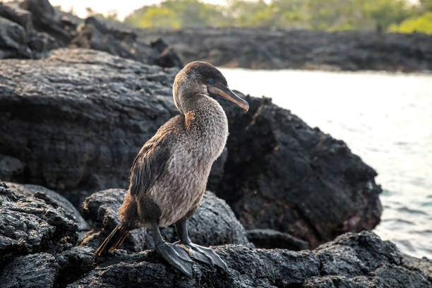 Galapagoss (Phalacrocorax harrisi) stands on a lava field, Galapagos Islands, Ecuador, South America Galapagoskomoran, (Phalacrocorax harrisi) (flightless cormorant) stands on a lava field, Galapagos Islands, Ecuador, South America phalacrocorax africanus stock pictures, royalty-free photos & images