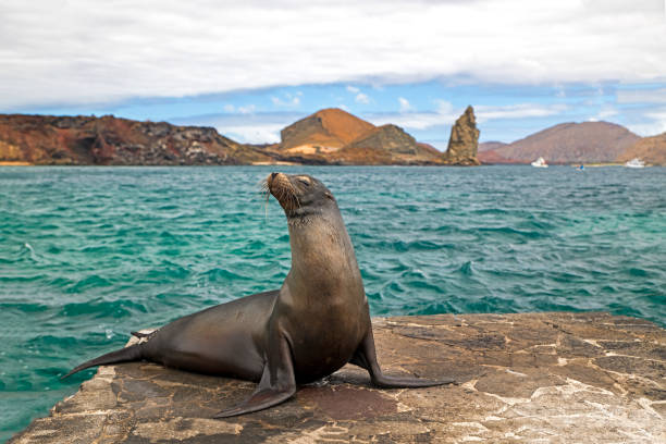 leones marinos de galápagos (zalophus wollebaeki) descansan en un embarcadero, islas galápagos, ecuador, sudamérica - isla bartolomé fotografías e imágenes de stock