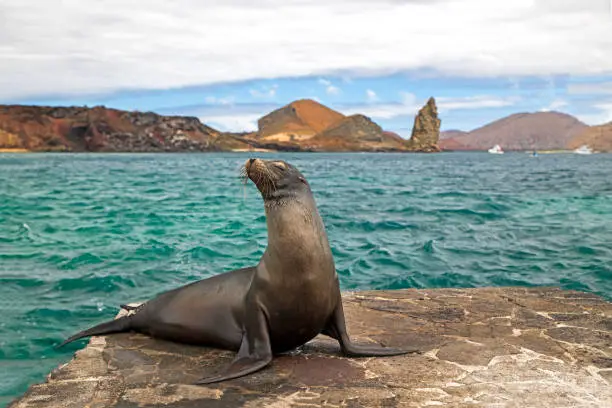 Galapagos sea lion (Zalophus wollebaeki) rests on a jetty, Galapagos Islands, Ecuador, South America