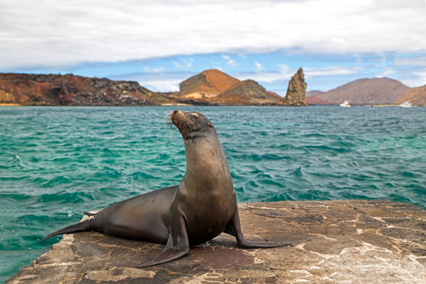 galapagos sea lions (zalophus wollebaeki) rest on a jetty, galapagos islands, ecuador, south america - sea lion imagens e fotografias de stock