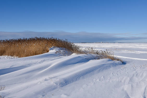 istock Snowdrift and reeds by the coast 1302423335