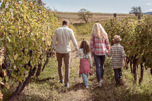 Young family of four walking away, hand in hand, through beautiful vineyard