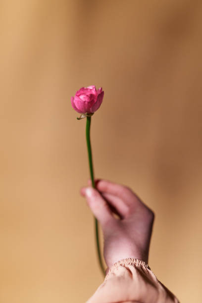 istock Female hand with one violet ranunculus flower as gift 1302424516