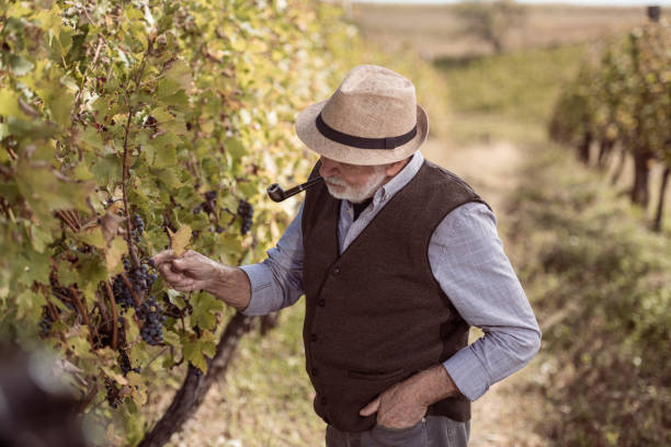 istock Senior winemaker smoking pipe and looking grapes in vineyard 1302424556