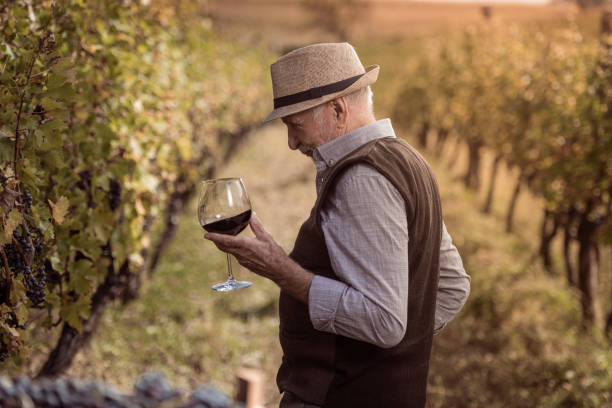 Senior vintner man examining wine in vineyard