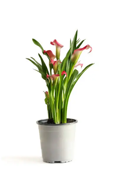 Beautiful potted pink Calla Lilies, Zantedeschia aethiopica; with clipping path isolated over a white background with light shadow.