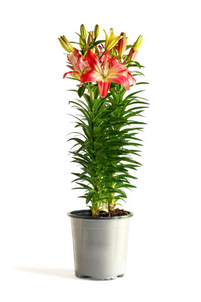 piękne doniczkowe ciemnoróżowe i białe lilie azjatyckie (oriental lily), lilium hybrid izolowane na białym tle z jasnym cieniem. - lily lily family temperate flower asiatic lily zdjęcia i obrazy z banku zdjęć