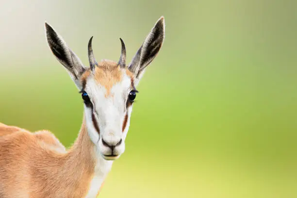 Springbuck or Springbok sub-adult close-up facial portrait with a sweet loving expression and copy space. Stock
