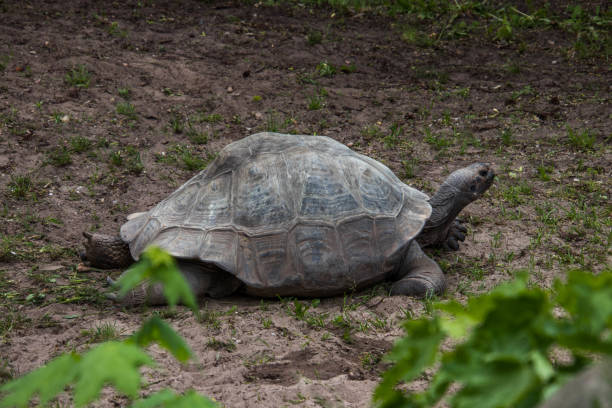 istock Galapagos giant tortoise (Geochelone elephantopus) 1302427999