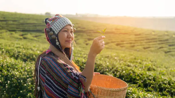 Photo of Asia worker farmer women were picking tea leaves for traditions in the sunrise morning at tea plantation nature. Lifestyle Concept