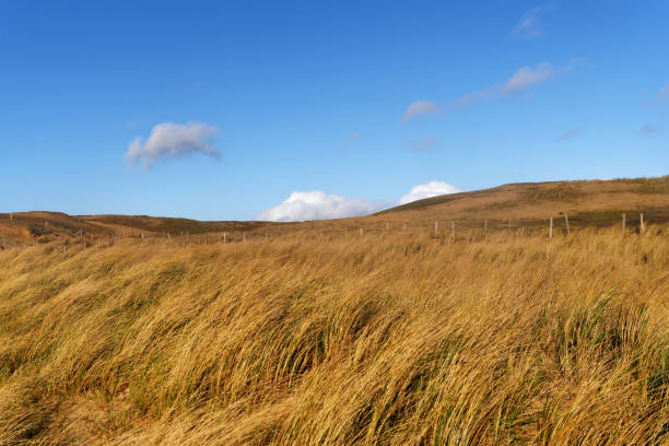 istock Dunes of the Quiberon wild coast 1302428805