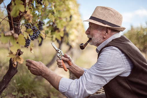 Older man working at vineyard