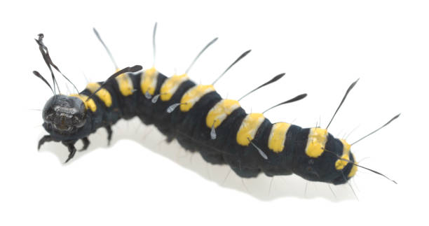 istock Alder moth, Acronicta alni larva isolated on white background 1302430096