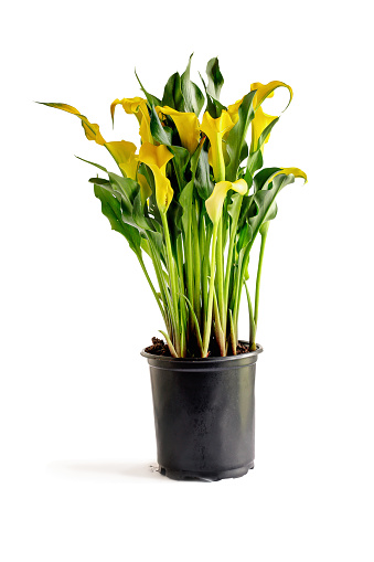 Beautiful potted yellow Calla Lilies, Zantedeschia aethiopica; with clipping path isolated over a white background with light shadow.