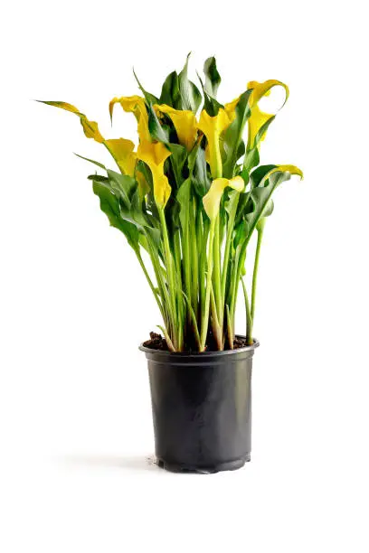 Photo of Beautiful potted yellow Calla Lilies, Zantedeschia aethiopica; with clipping path isolated over a white background with light shadow.