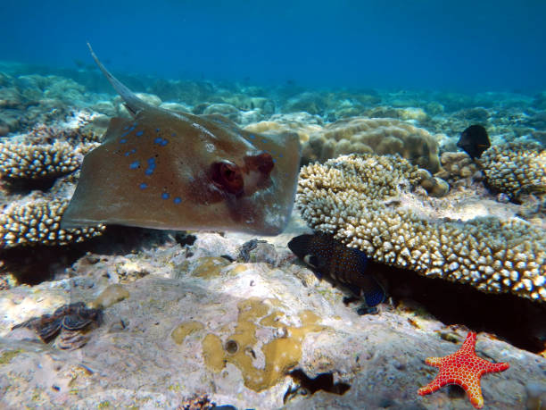 istock Underwater scene with several hard-corals. Bright-blue water background. 1302431264